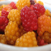 Salmonberries