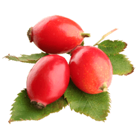 Rose hip