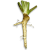 Horseradish