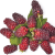 Loganberries