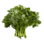 Rapini