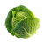 Savoy cabbage