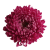 Chrysanthemum