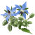 Borage