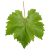 Grape leaves