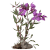 Fireweed