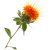 Safflower