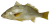 Croaker