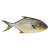 Pompano