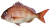 Snapper