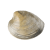 Clam