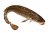 Burbot