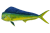 Mahimahi