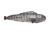 Wolffish