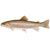 Rainbow trout