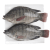 Tilapia