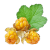 Cloudberry