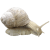 Snail