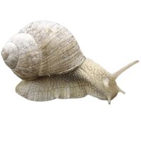 Snail