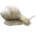 Snail